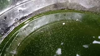 DAPHNIA MOINA CULTURE IN A SMALL BUCKET [upl. by Eserahc361]