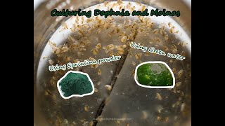 How To Culture Daphnia and Moinas using Green Water Spirulina powder [upl. by Uriia]