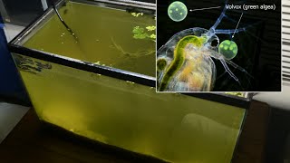 Raising Daphnia for the Freshwater Aquarium [upl. by Isabelita]