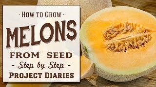 ★ How to Grow Melons from Seed A Step by Step Guide [upl. by Anahtor691]