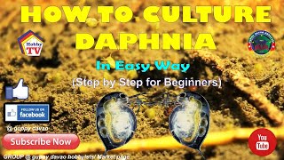 HOW TO CULTURE DAPHNIA In Easy Way [upl. by Nayrb]