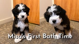 Mini Bernedoodle Puppys First Bath Time [upl. by Eerized]