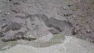 Gaumukh rare aerial view  see the Ganga actually emerge from Gangotri glacier [upl. by Ailehpo]